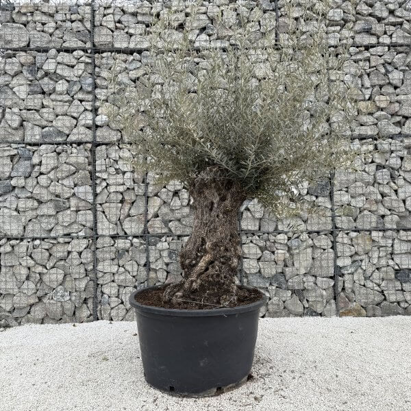 Gnarled Olive Tree XXL (Ancient) J441 - A1842AC9 E267 4F59 8640 41BB735350C4 scaled