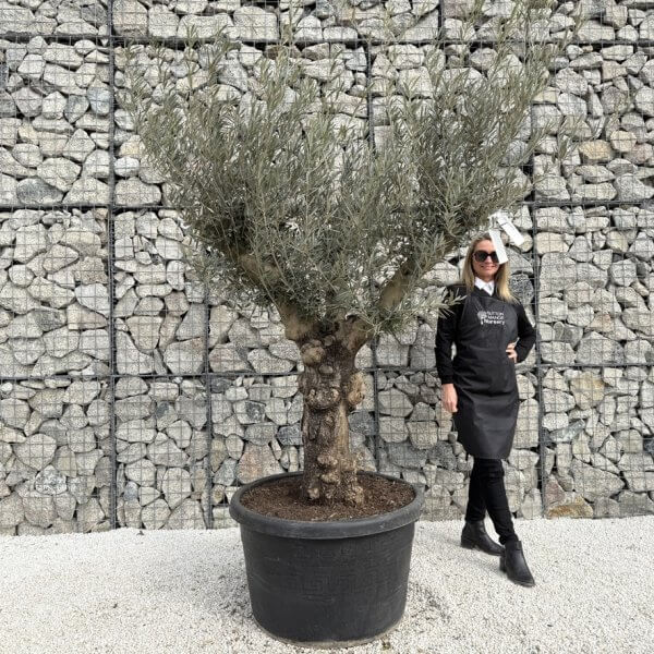 Gnarled Multistem Olive Tree XL J358 - A3AACE35 C811 493A B073 B7219CE83BB4 1 105 c