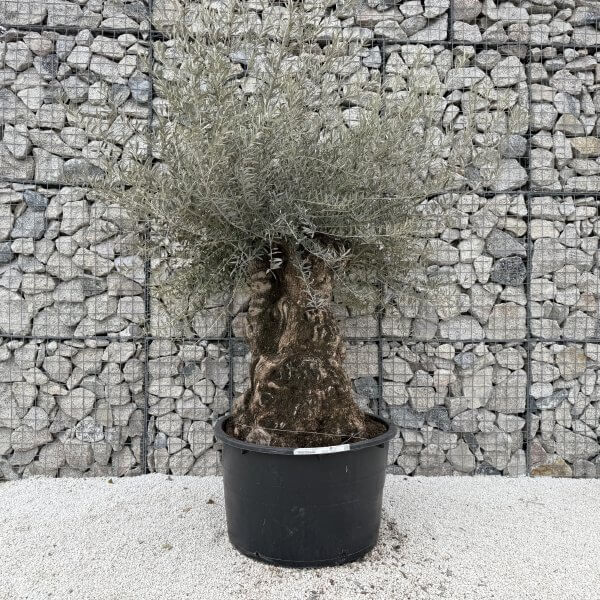 Gnarled Olive Tree XXL (Ancient) J462 - A3BB0797 EF5B 45F4 B3EB A66948C3C69C 1 scaled