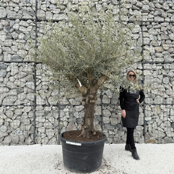 Gnarled Multistem Olive Tree XL J391 - A51173E9 84DA 469D B866 81EE67F54C58 scaled