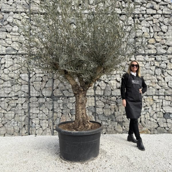 Gnarled Multistem Olive Tree XL J349