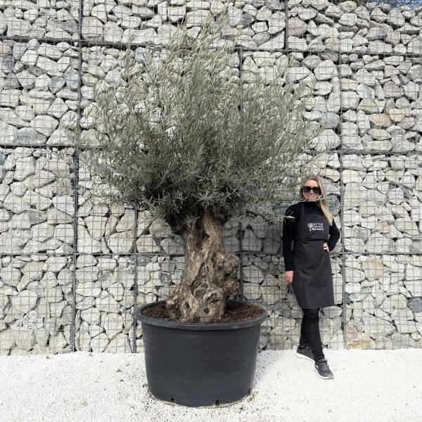Gnarled Olive Tree XXL (Ancient) J479 - A6AA2110 C8B8 49B9 9741 8F0E0038F6A1 1 201 a scaled