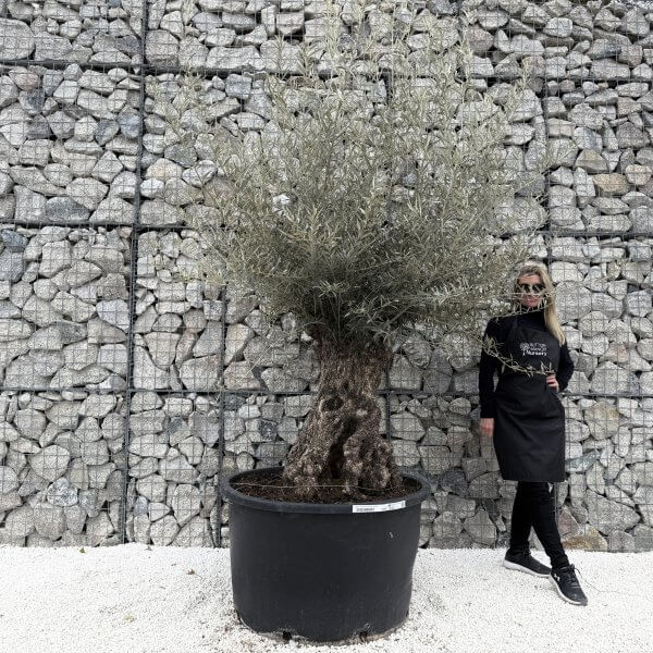 Gnarled Olive Tree XXL (Ancient) J449 - A7569EEF 1A04 4185 AAB1 F1434DBE4EC8 1 201 a 2 scaled