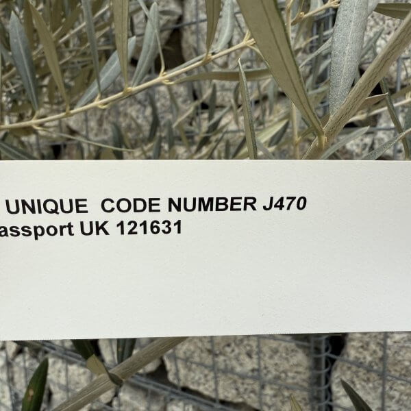 Gnarled Olive Tree XXL (Ancient) J470 - A8038DC6 4E99 4F94 BB32 289DCFE06220 scaled