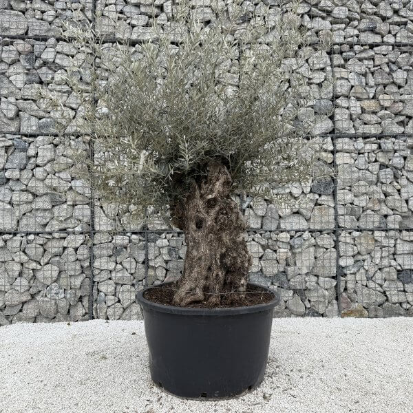 Gnarled Olive Tree XXL (Ancient) J442 - ACEA0C8D 9973 40DD 8FBC E94915A996CD scaled