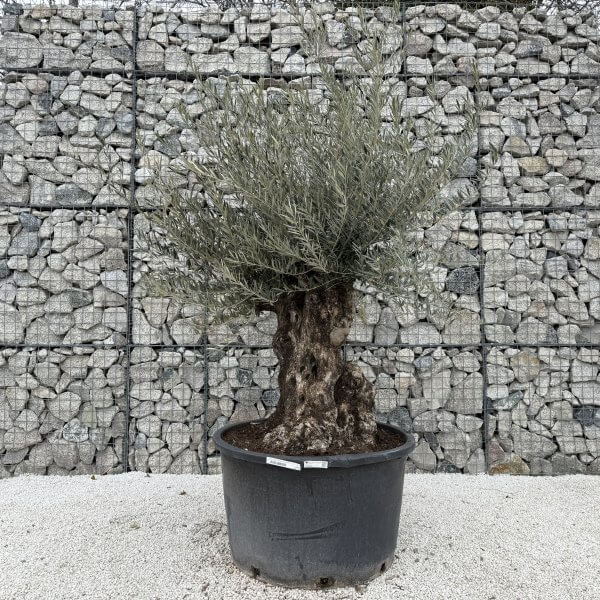 Gnarled Olive Tree XXL (Ancient) J440 - AD967611 A714 4BC5 8B06 F2F663100997 scaled