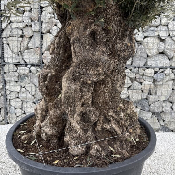 Gnarled Olive Tree XXL (Ancient) J438 - Image 3