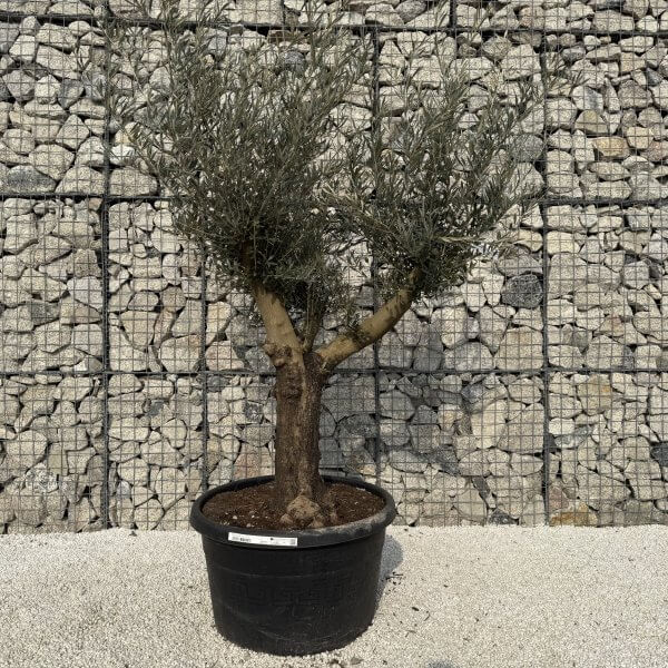 Gnarled Multistem Olive Tree XL J331 - B0754035 9037 449B 8506 FD64161FD745 scaled