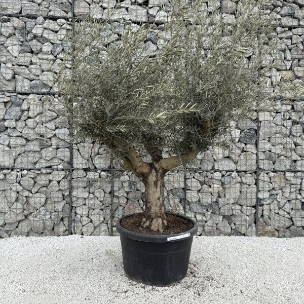 Gnarled Multistem Olive Tree XL J385 - B1DF962D 30B1 4394 ADAD 0392FAE589FD 1 scaled