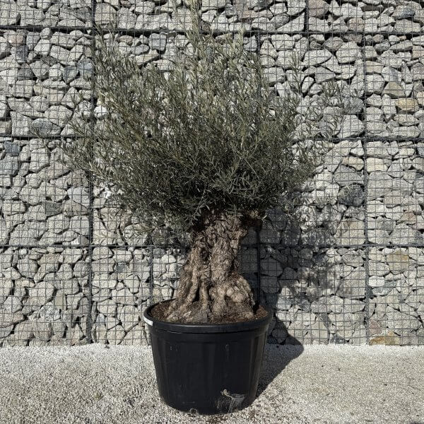 Gnarled Olive Tree XXL (Ancient) J423 - B2184B40 C51A 49F4 A31A A7BA512C57C5 scaled