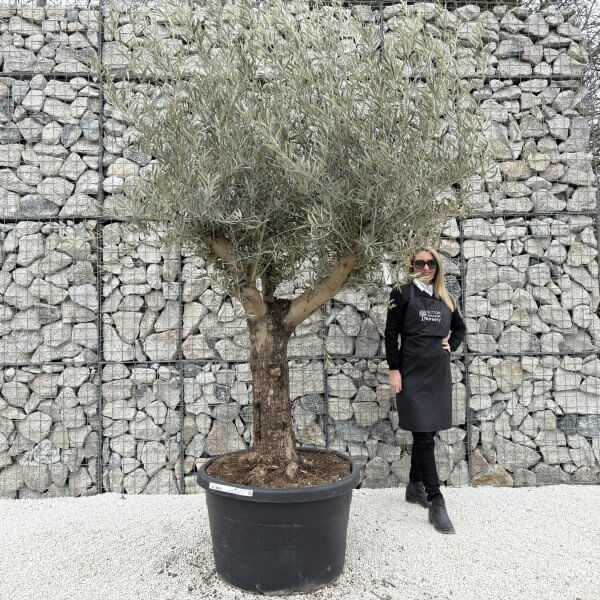 Gnarled Multistem Olive Tree XL J392 - B2EFD91E 77D0 444B B758 7FCEF21BE05E 1 scaled
