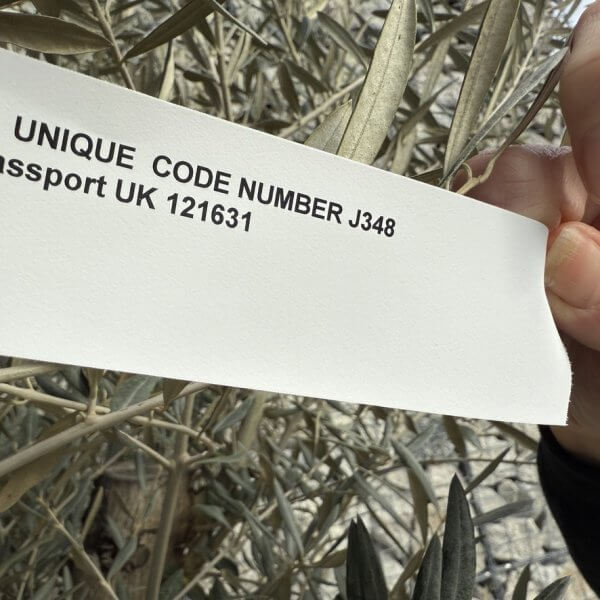 Gnarled Multistem Olive Tree XL J348 - B38D986A 95D1 4E84 A350 3ED119345E45 1 105 c