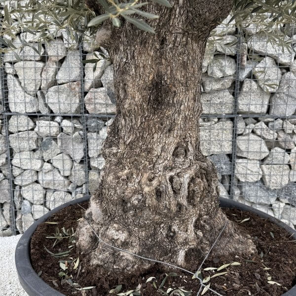 Gnarled Olive Tree XXL (Ancient) J444 - B43FC943 A8FA 421D 89B1 F6A67AC4B95C scaled
