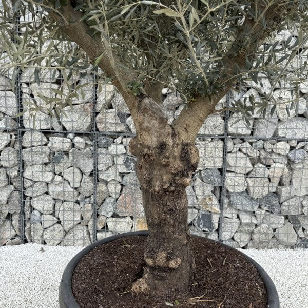 Gnarled Multistem Olive Tree XL J370 - B49230C8 1C8C 427D A41B 021479FB08AF scaled