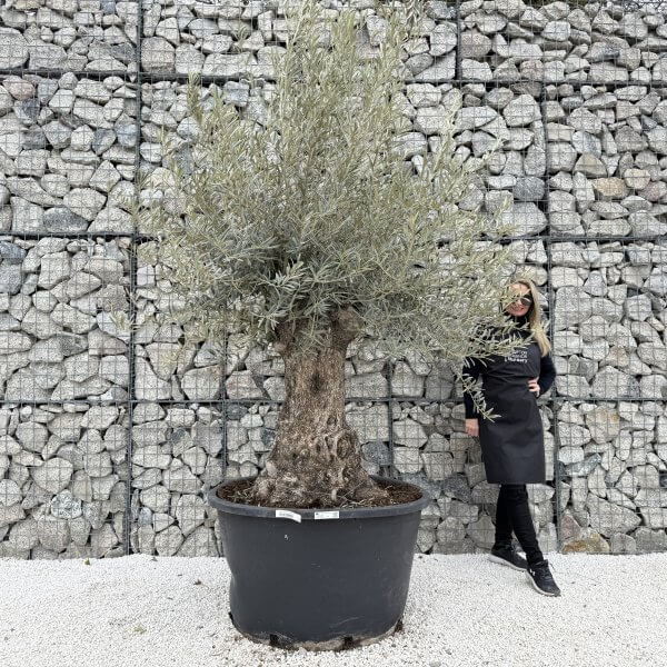Gnarled Olive Tree XXL (Ancient) J444 - B66A8C80 62CA 4990 BF74 A3154FBF808C 1 scaled