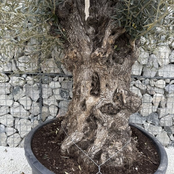 Gnarled Olive Tree XXL (Ancient) J458 - Image 3