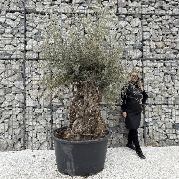 Gnarled Olive Tree XXL (Ancient) J453 - B78A5DE9 EB57 4F79 8504 0C345456B5BC 1 105 c