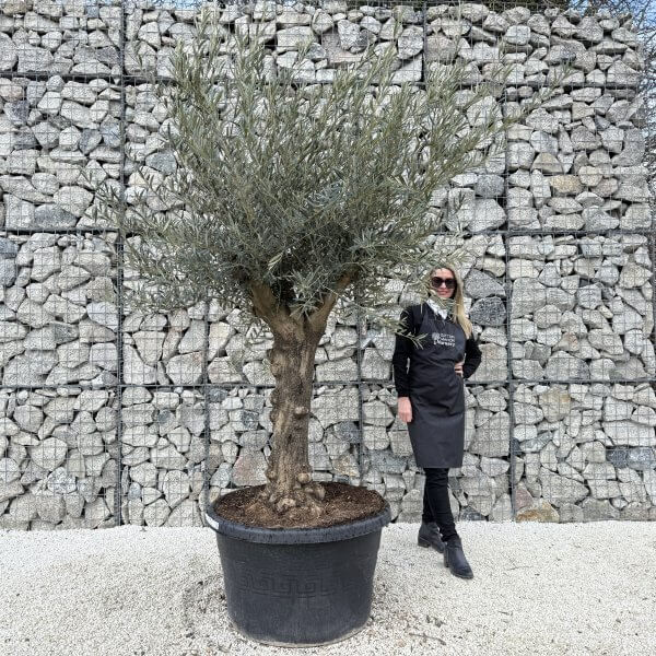 Gnarled Multistem Olive Tree XL J402 - B9F263BE 70B3 4CCC 8851 416E01B6B8AF 1 scaled