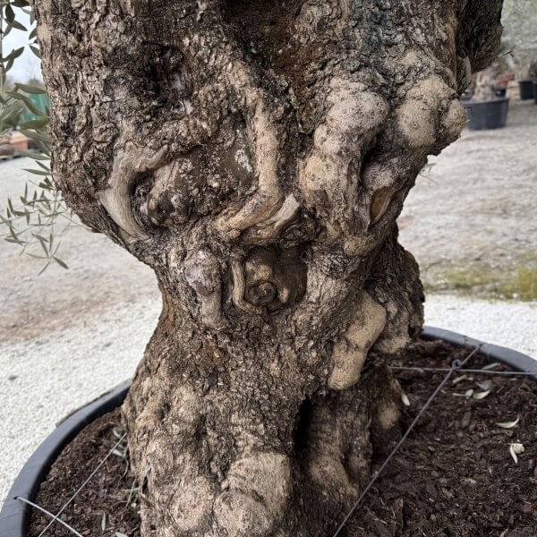 Gnarled Olive Tree XXL (Ancient) J457 - Image 3