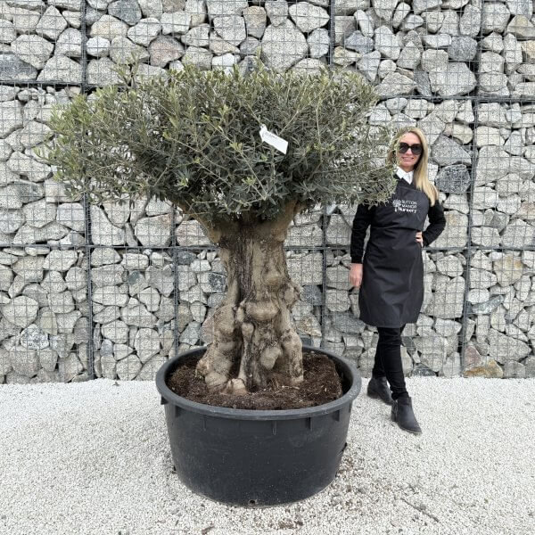 Gnarled Plateau Olive Tree XL J395 - BF25D6C9 F951 4D8A B1FE 236E8642F076 1 scaled
