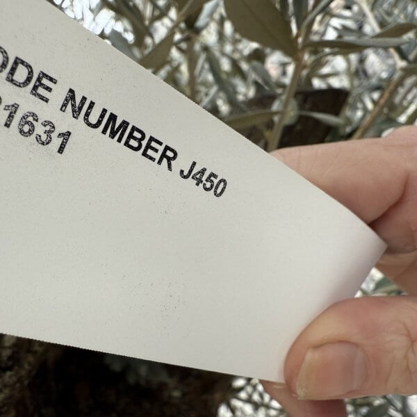 Gnarled Olive Tree XXL (Ancient) J450 - C0201137 4AF4 41CF 82A7 50EB50E31B07 1 105 c