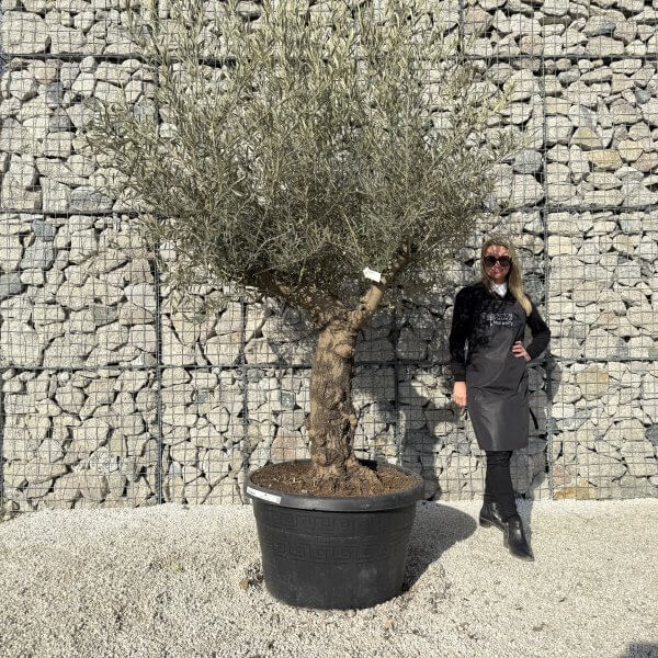 Gnarled Multistem Olive Tree XL J431 - C0842E9D 9114 4A44 B1A4 46C8F64A2319 1 scaled