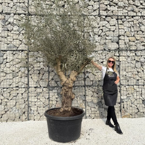 Gnarled Multistem Olive Tree XL J315 - C0F8C5F8 CACA 4F83 9B7B 49A0428CAF0E 1 105 c