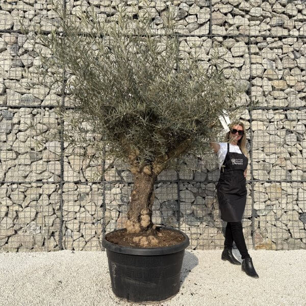 Gnarled Multistem Olive Tree XL J341 - C2809DB0 BA59 4B1A 9B3E C734169D6B42 scaled