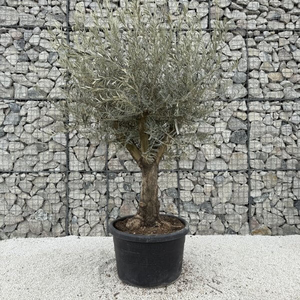 Gnarled Multistem Olive Tree XL J397 - Image 2