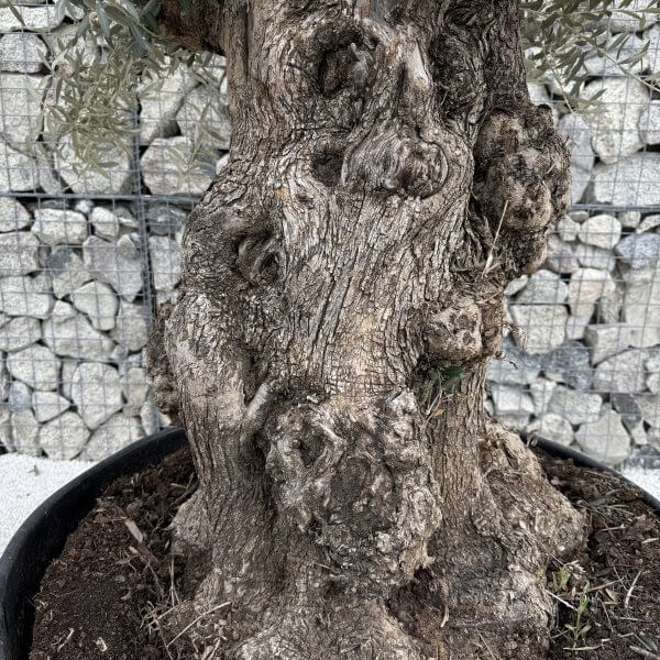Gnarled Olive Tree XXL (Ancient) J434 - Image 3