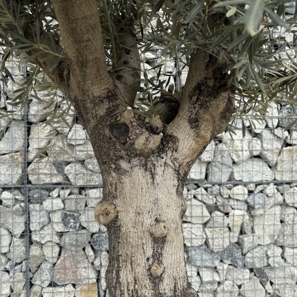 Gnarled Multistem Olive Tree XL J365 - C511C7C0 42DE 4E25 A484 3B6A45BB951C scaled