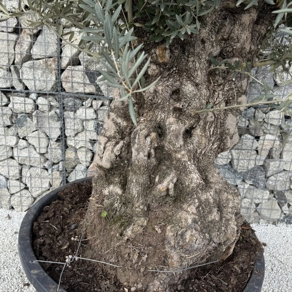 Gnarled Olive Tree XXL (Ancient)J480 - C6FF5A17 715D 43F9 B17A C613E1A0B5B7 1 scaled