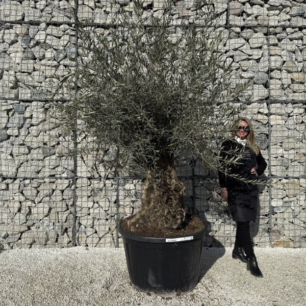 Gnarled Olive Tree XXL (Ancient) J421 - C7354F13 E60C 40C2 A019 DBE11D358606 2 scaled