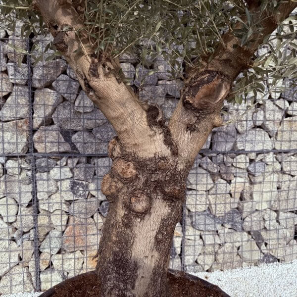Gnarled Multistem Olive Tree XL J324 - C7CB27E9 8D4A 4777 8664 AB7C6CEEADF9 1 105 c
