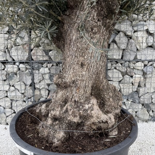 Gnarled Olive Tree XXL (Ancient) J447 - C8A99E56 75E5 47E7 855D CB7E5EF0BBE6 1 105 c