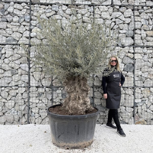 Gnarled Olive Tree XXL (Ancient) J455
