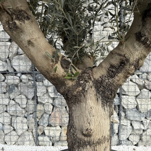 Gnarled Multistem Olive Tree XL J348 - C979CA57 E105 428F A109 8DD58B5B4B14 1 105 c