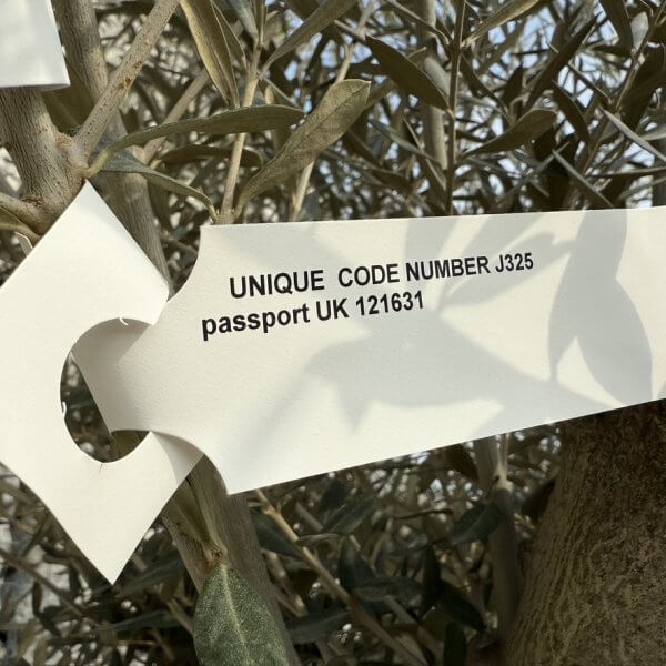 Gnarled Multistem Olive Tree XL J325 - CDDD0F68 DBE9 4EAB BEA4 72FF456A572C 1 105 c