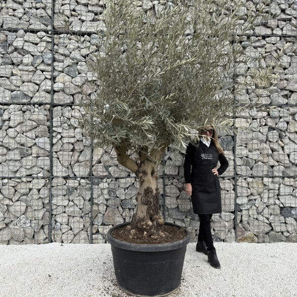 Gnarled Multistem Olive Tree XL J364 - CF9B7A2A 3DF6 4DB3 8196 9A2FFD4B95B3 1 scaled