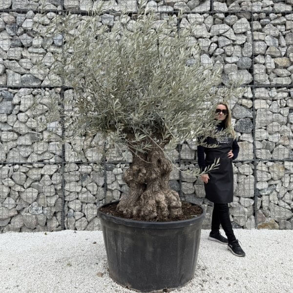 Gnarled Olive Tree XXL (Ancient) J435 - D00C7C7E 6468 452F 8695 9F855D03B9E8 1 105 c