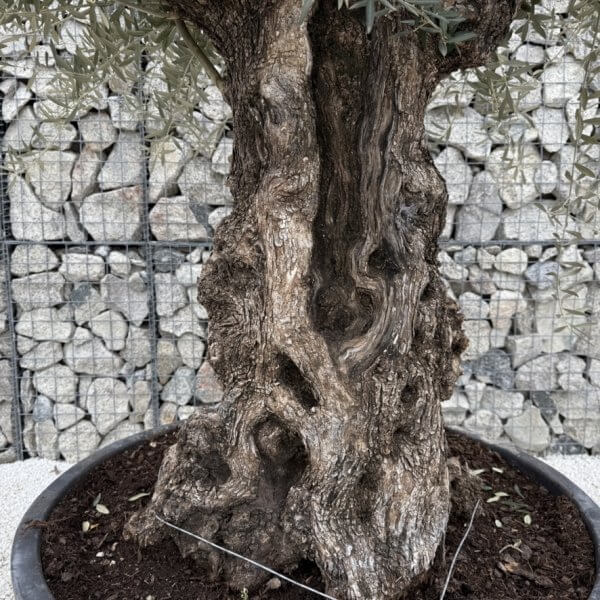 Gnarled Olive Tree XXL (Ancient) J437 - D106D85F 81CF 4211 9F95 6C0A8FD32F58 1 105 c