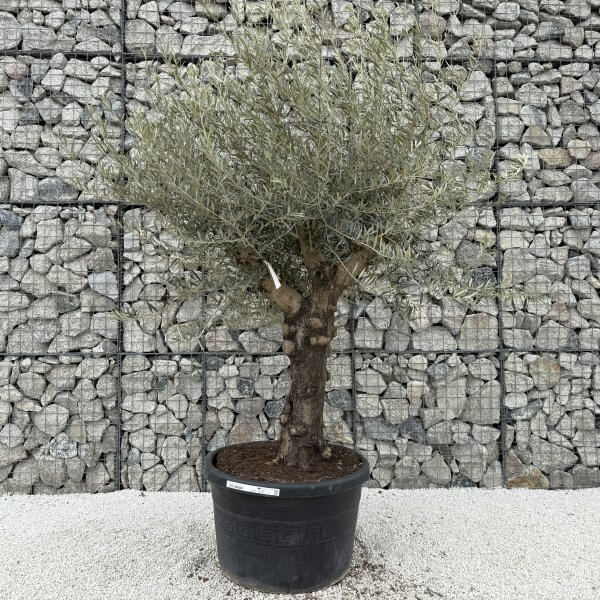Gnarled Multistem Olive Tree XL J391 - D32EBDAC 4A79 46F4 A678 3E9C1D016BBD scaled