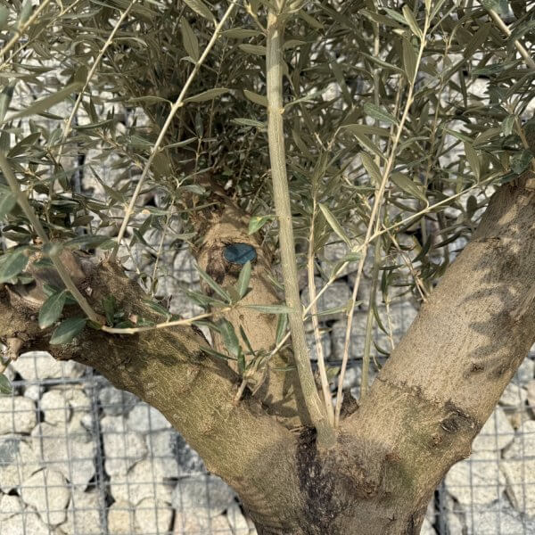 Gnarled Multistem Olive Tree XL J316 - D3AB94D1 8043 4376 AE89 3B3A6F016711 1 105 c