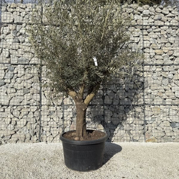 Gnarled Multistem Olive Tree XL J427 - D3D706A2 30A0 4050 A8F8 4C12FEDEB897 2 scaled