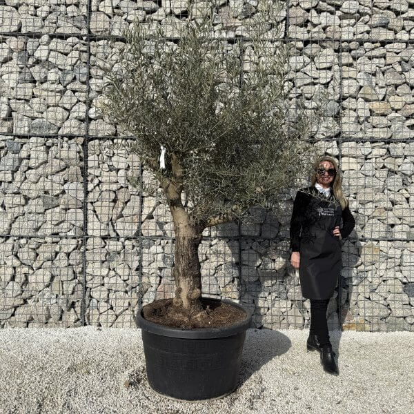 Gnarled Multistem Olive Tree XL J432 - D3F05633 2B21 4E8A 991A 63AC2F294A76 scaled