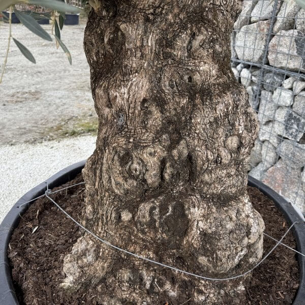Gnarled Olive Tree XXL (Ancient) J474 - Image 3