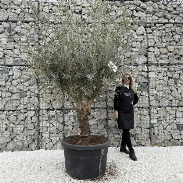 Gnarled Multistem Olive Tree XL J370 - D50FD629 16F4 42D7 B1C8 EB1B415B09F5 1 scaled