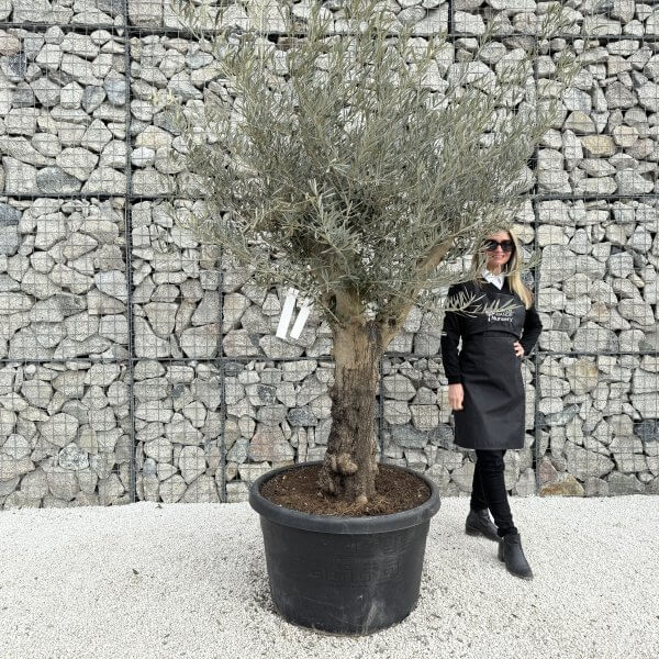 Gnarled Multistem Olive Tree XL J360