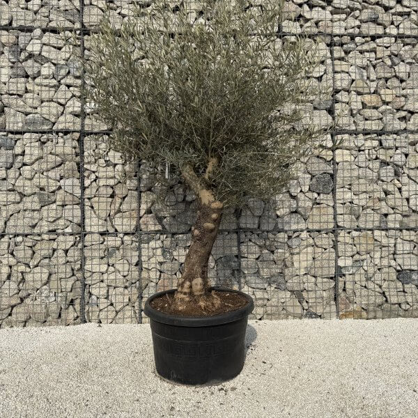 Gnarled Multistem Olive Tree XL J332 - D59E94D1 9A2A 445B A2A3 31CBBEA194EC scaled