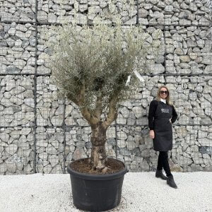 Gnarled Multistem Olive Tree XL J368